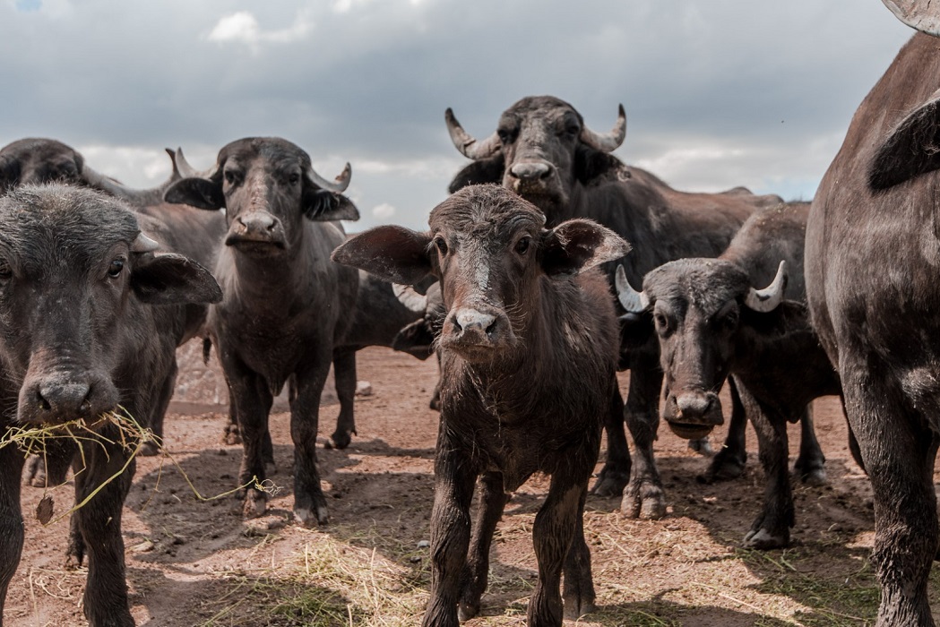 La reserva se estableció en 2014 y es una muestra del compromiso de la compañía con la protección de la biodiversidad y el medio ambiente. (Cortesía)