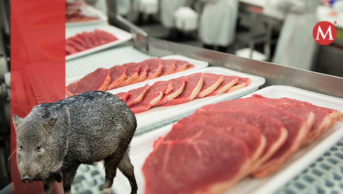 Alerta Tamaulipas no consumir carne de cerdo feral por daño a la salud