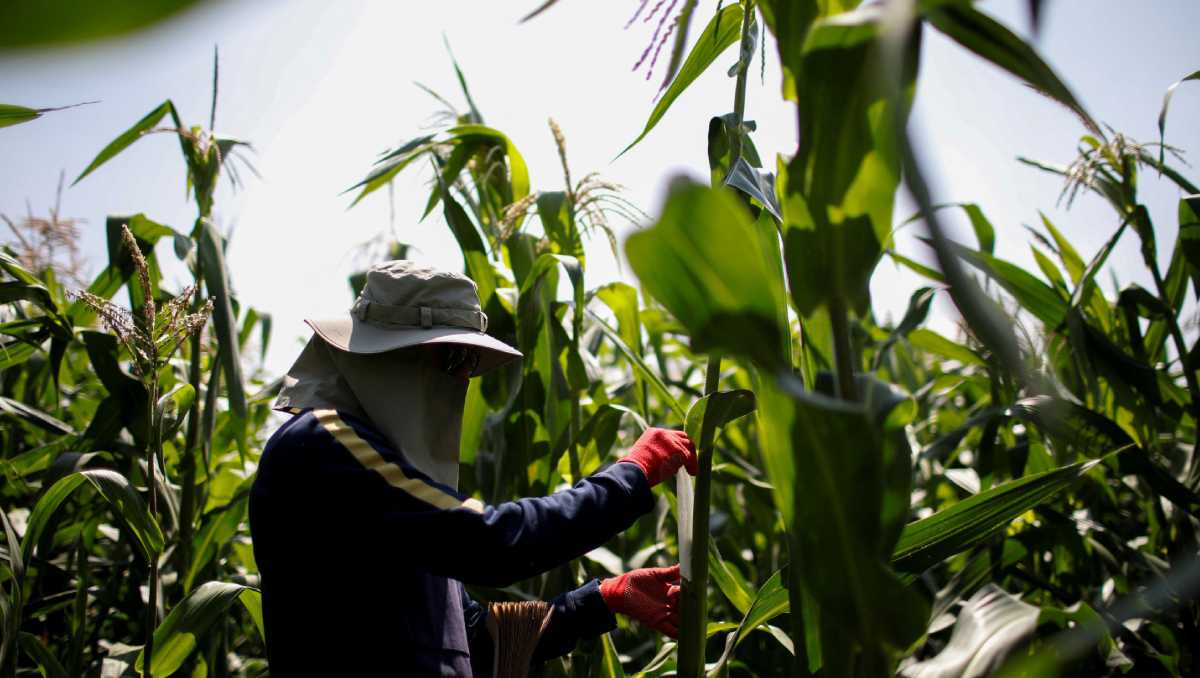 Expertos dicen que el gobierno de México no debería restringir importación o uso de maíz genéticamente modificado. | Reuters