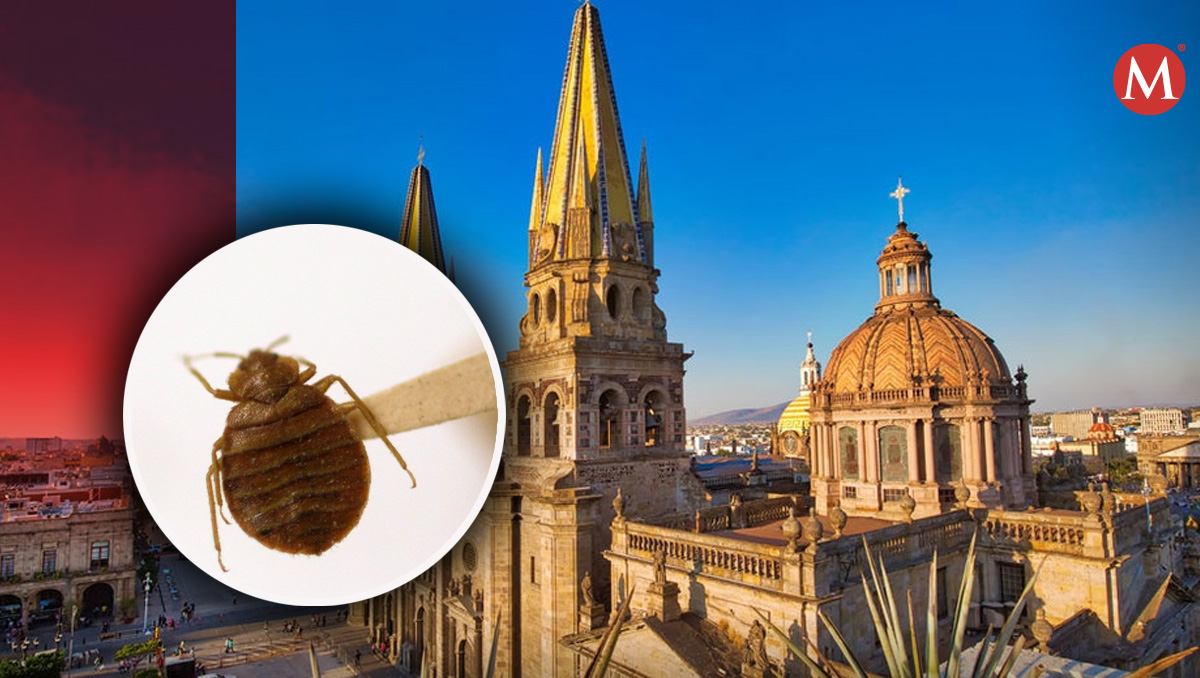 Guadalajara no cuenta con registro de infestación de chinches