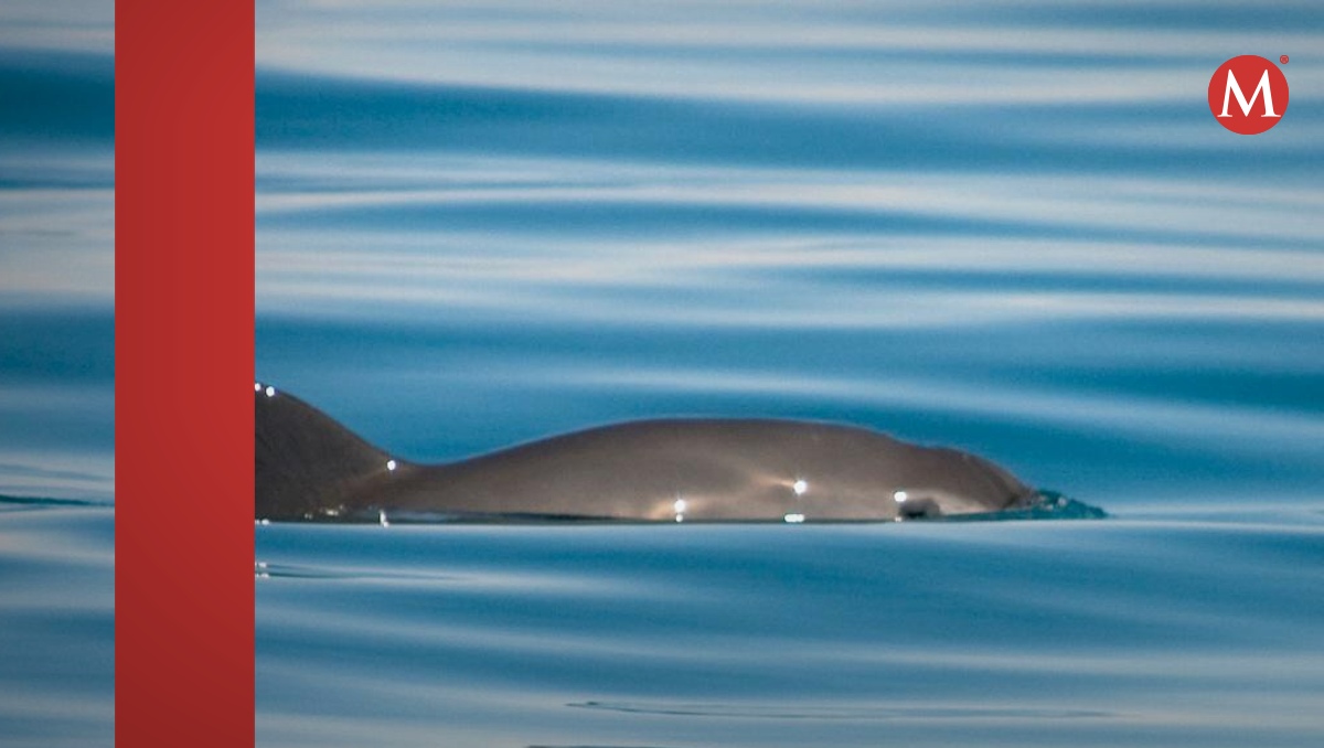 Vaquita marina,  especie en peligro de extinción |  Tom Jefferson