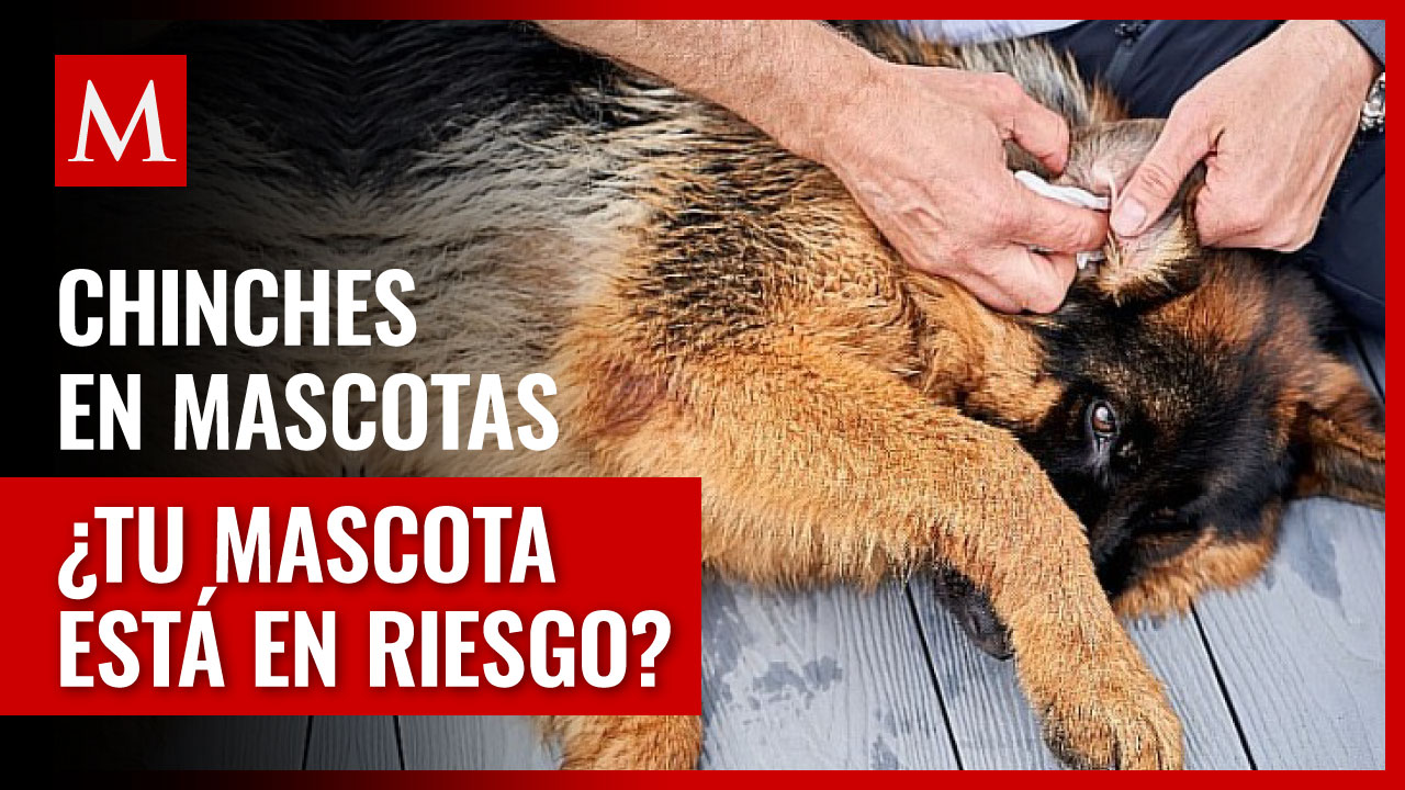 ¿Cómo identificar y combatir las chinches en tus mascotas?