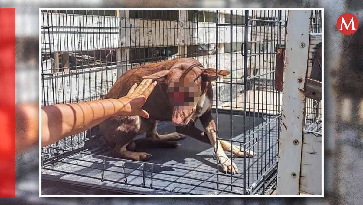 En Veracruz, un hombre atacó a un perrito. El animalista José González exige a las autoridades que atiendan los casos de maltrato animal. | Especial
