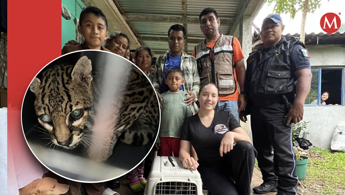 Ciudadanos resguarda a ocelote en San Luis Potosí. (Especial)