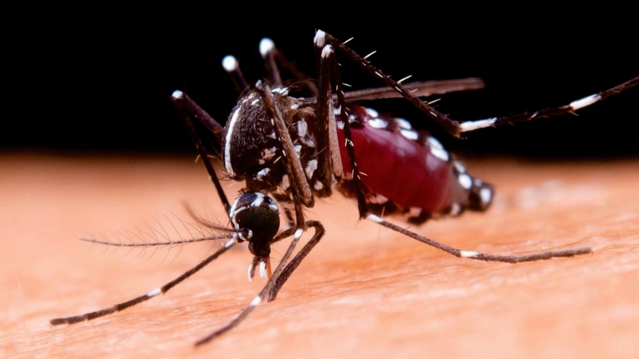 Incrementan casos de dengue en México; van 26 mil casos