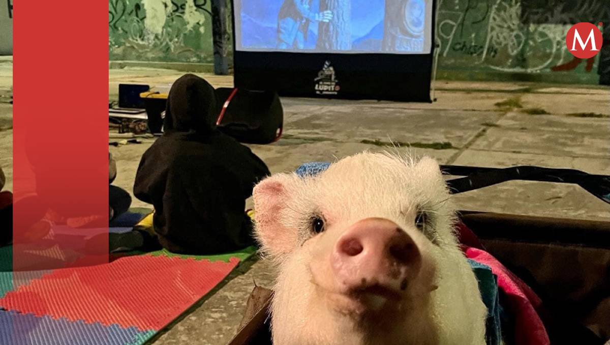 Lupito el Cerdito