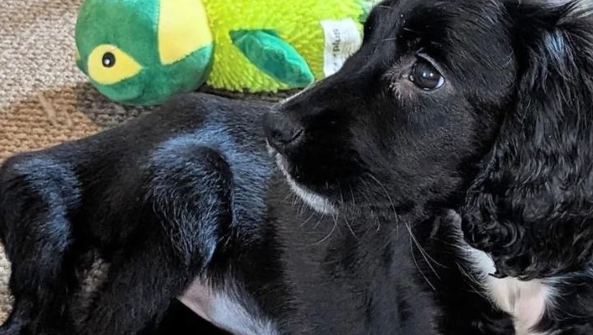 Ariel la cachorrita de Gales/ Greensacres Rescue