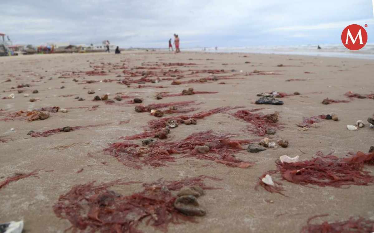 Retiran algas marinas en playa Miramar. Foto: Yazmín Sánchez