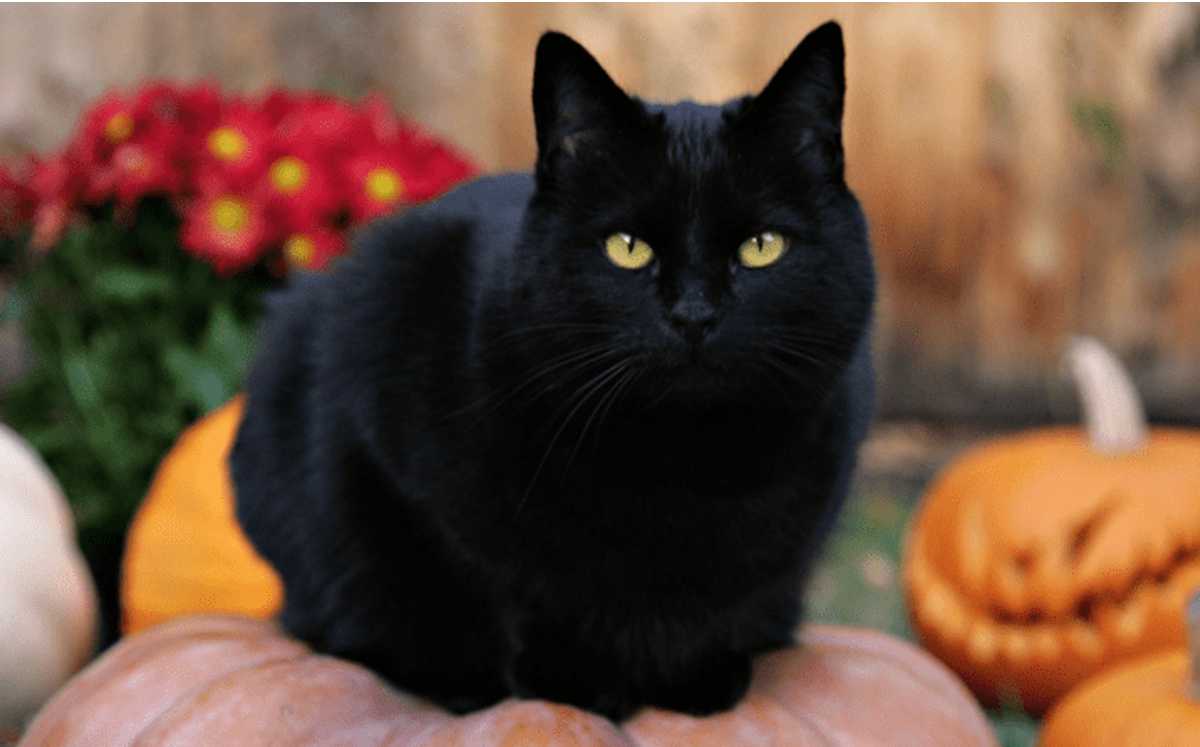 Adopción de gatos negros