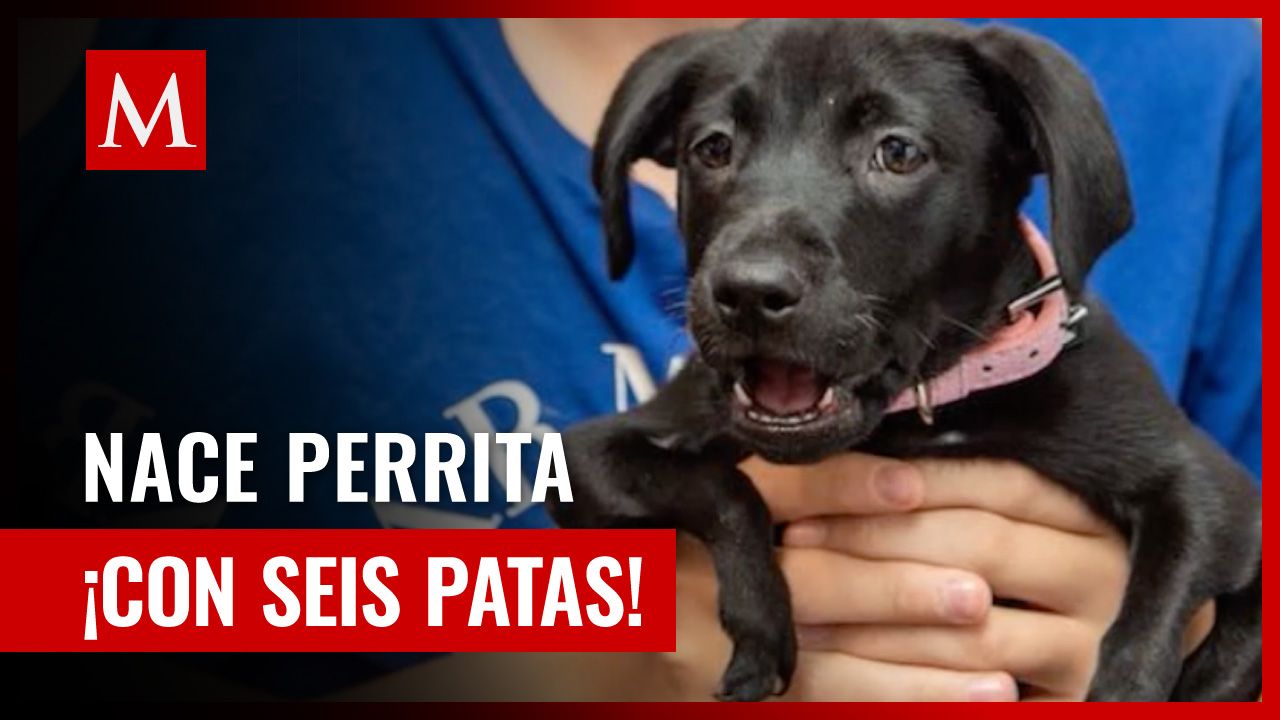 Ariel, la cachorra de seis patas que fue abandonada