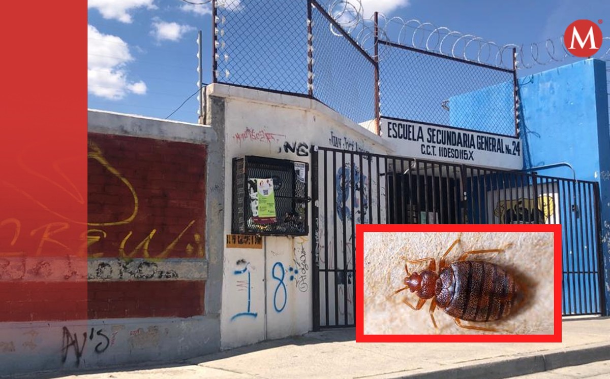Detectan siete escuelas de León con chinches; regresan a clases virtuales