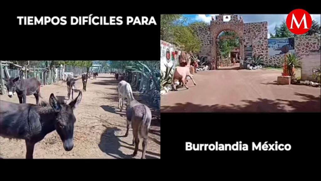 Han sido tiempos difíciles para Burrolandia.