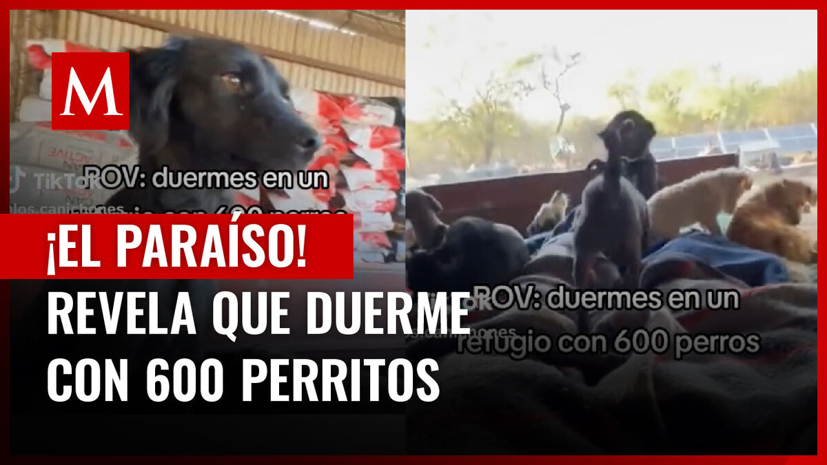 Joven comparte cómo es despertar con seiscientos perritos que viven en su albergue