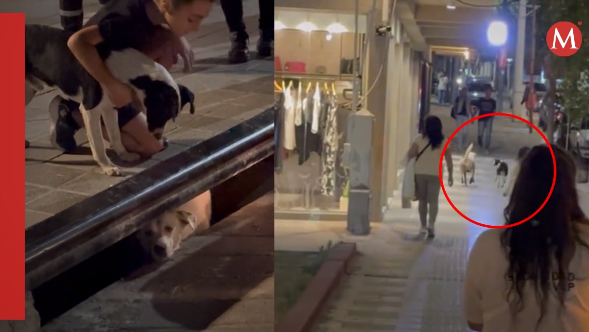 Perrito es rescatado de una alcantarilla | Captura