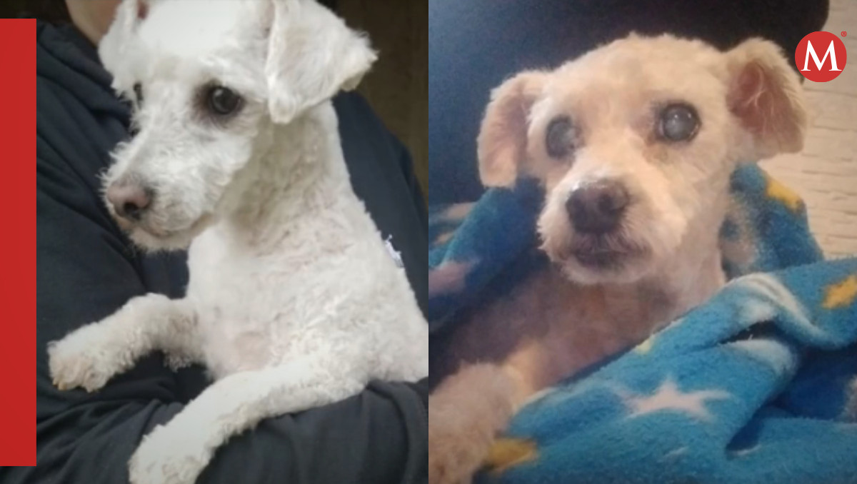 Confunden perrito en estética (Especial).