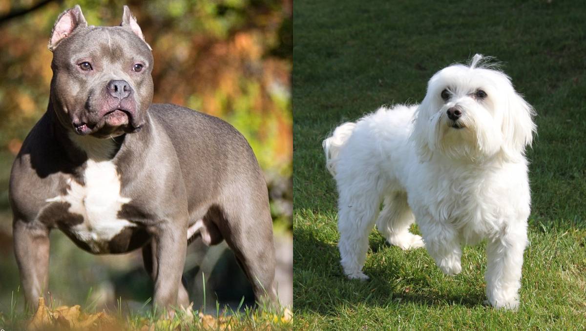 El ataque del pitbull fue grabado por las cámaras del lugar | Especial