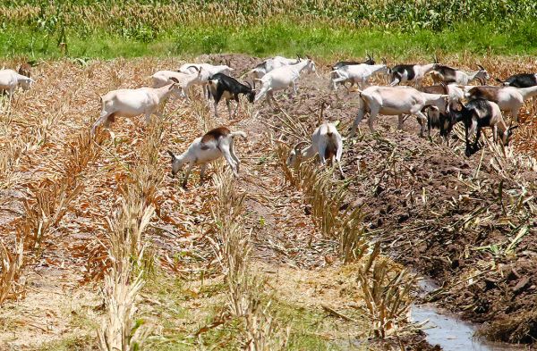 En los últimos meses subieron productos del campo. ARCHIVO