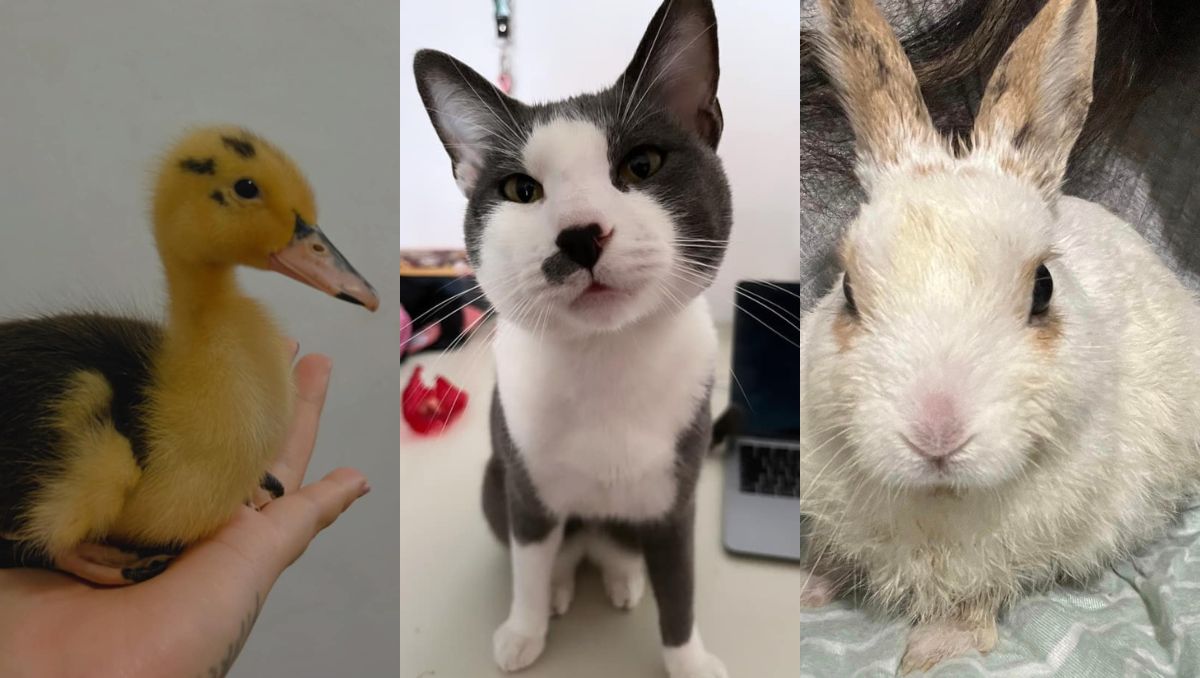 El pato “Caramelo” fue su primera víctima y tres días después se sumó el conejo “Vinosolo”. (Facebook)