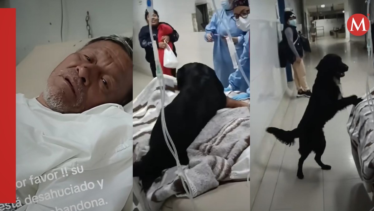 Perrito busca hogar; su dueño está desahuaciado. | ESPECIAL