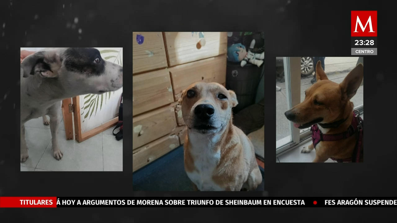 Elizabeth Velázquez pide apoyo para su refugio de animales | Solo por ayudar