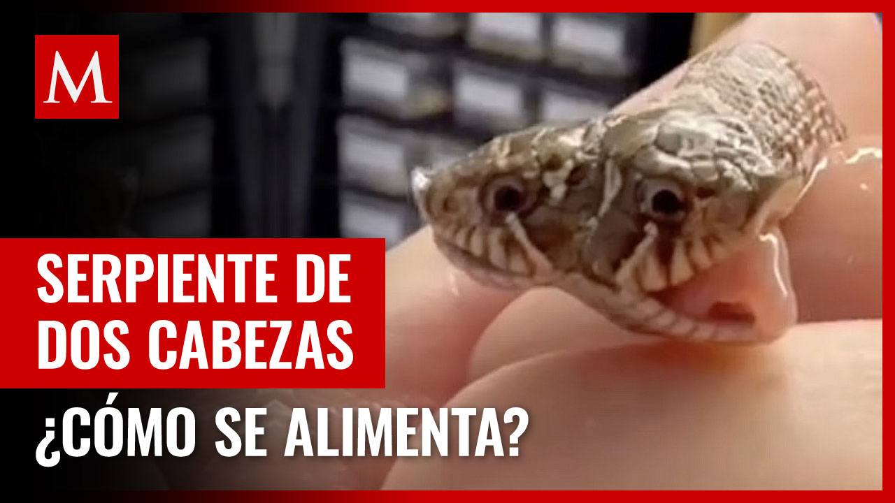 Serpiente de dos cabezas sorprende en Inglaterra