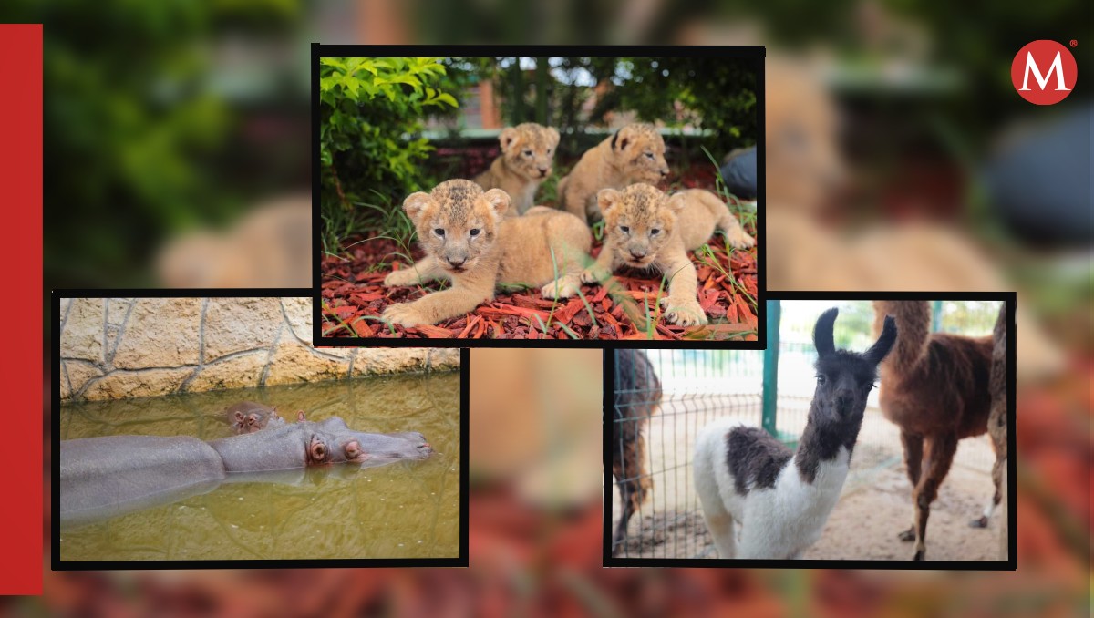 Suman 15 nacimientos en zoológico de Nuevo Laredo