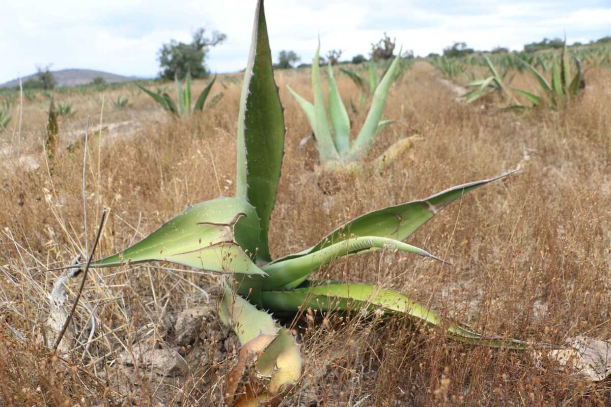 Un maguey de la plantación de Jesús Avilés | Guadalupe Trejo