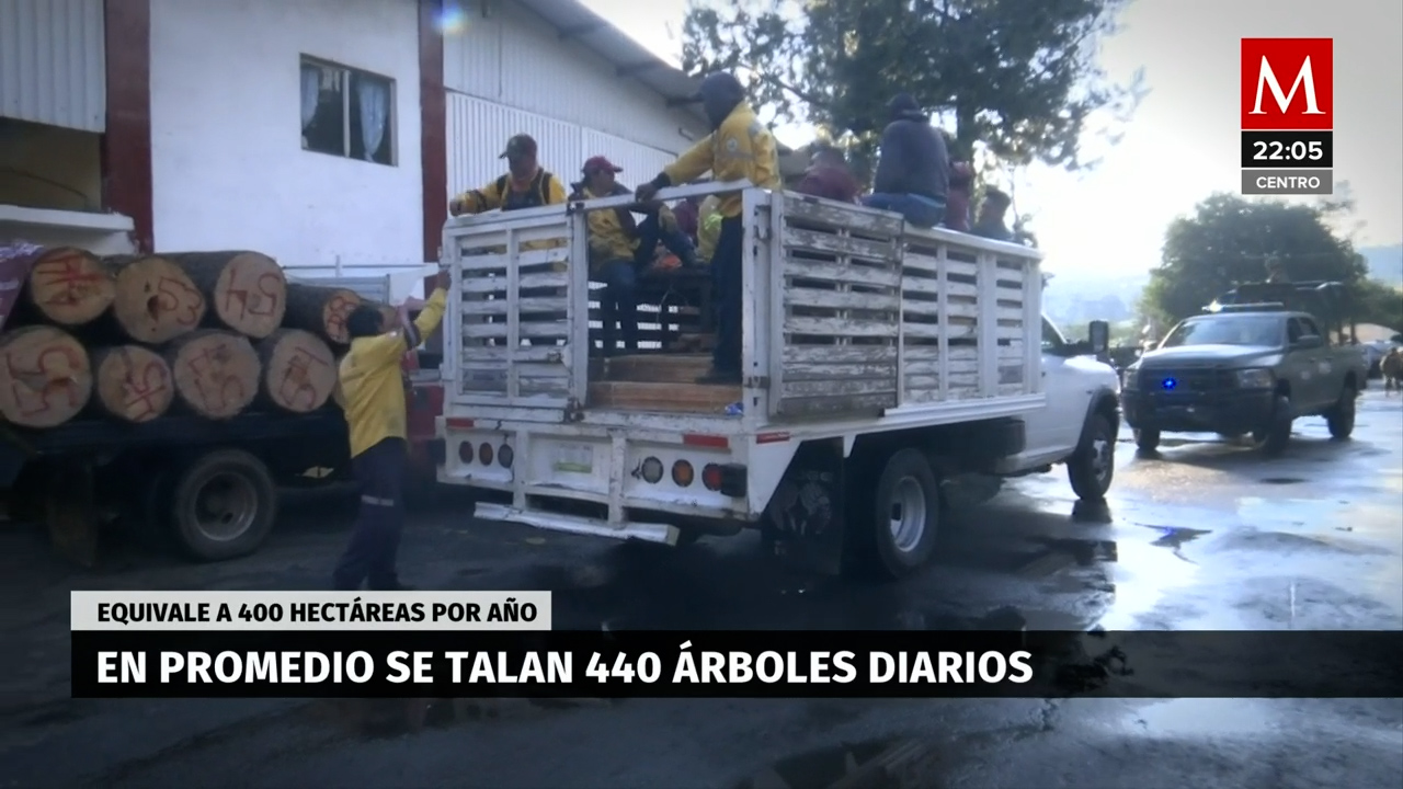 La alarmante expansión de la Tala Clandestina en los Bosques Nacionales