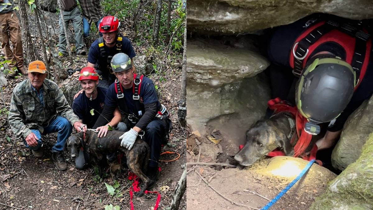 Charlie fue rescatado a pesar de la presencia del oso | Especial