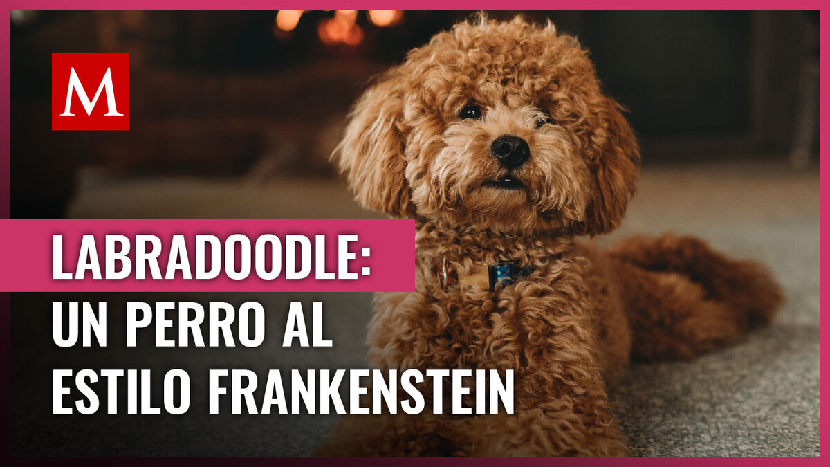 El labradoodle: un perro de raza de diseño con propósito