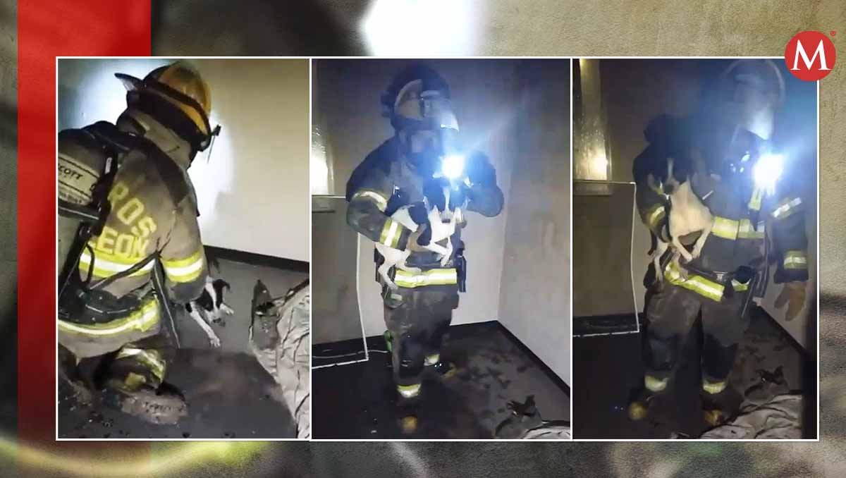 El perrito se resguardó en una de las habitaciones de la casa | Especial