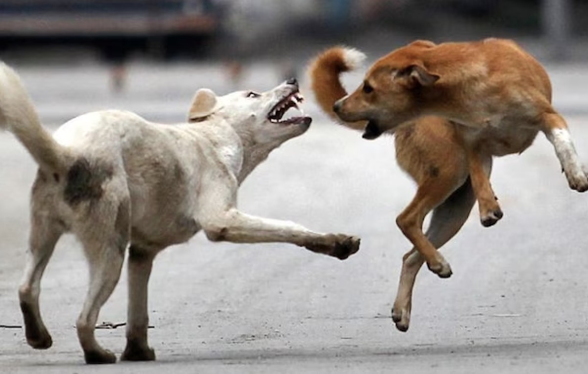 La mujer fue mordida por un perro en la localidad de Arequipa (Imagen ilustrativa | Reuters)