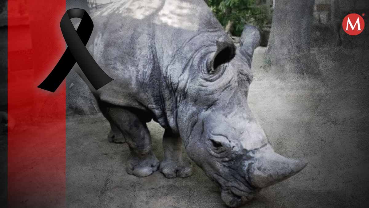 Muere el rinoceronte más viejo de Europa | Especial