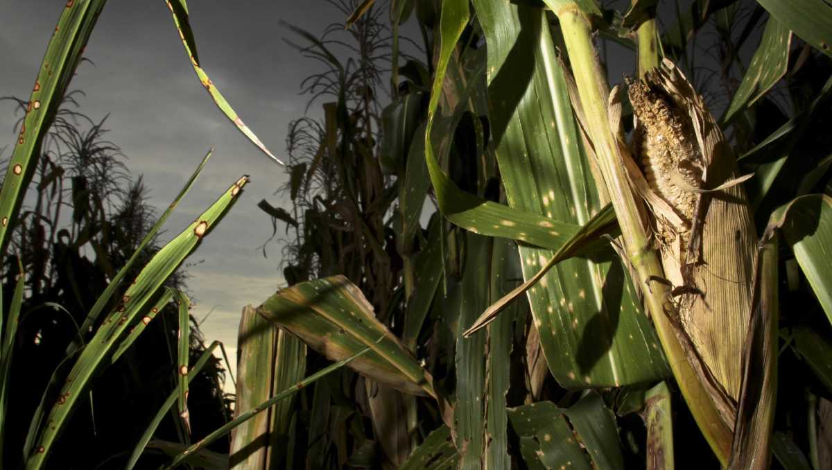 Resolver brechas sociales debería ser una prioridad, pero un mundo más verde es imposible con guerras. | Cuartoscuro