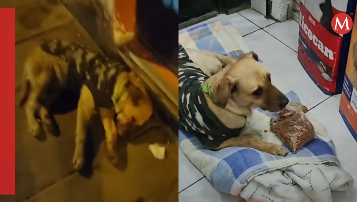 Perrito es abandonado en la calle después de adoptarlo. | ESPECIAL