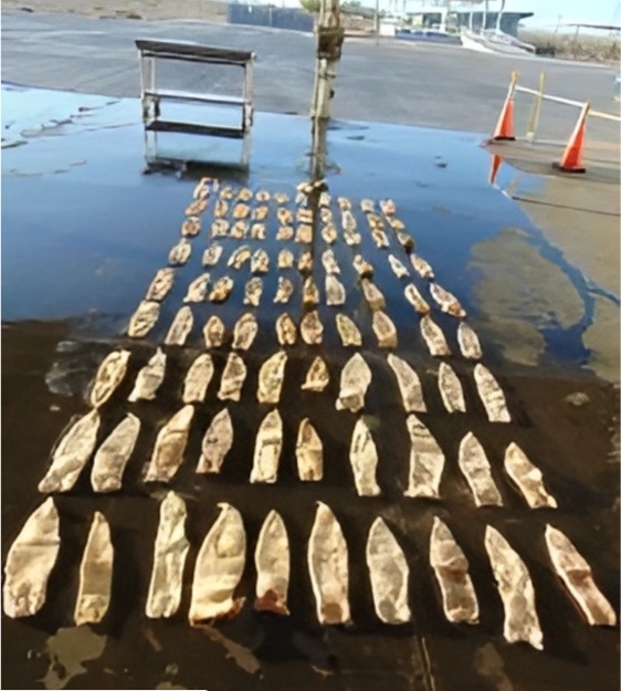 Vejigas natatorias de totoaba
