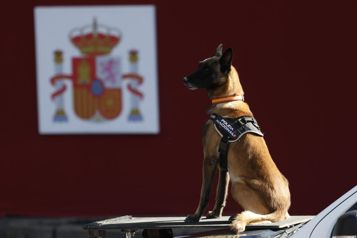 Bosco necesita una familia que lo adopte tras jubilarse de la Policía Nacional | EFE