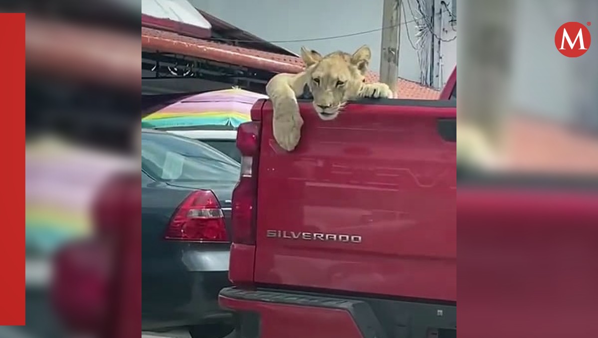 Polémica en Chiapas: Cachorro de león transportado sin medidas de seguridad | Cortesía