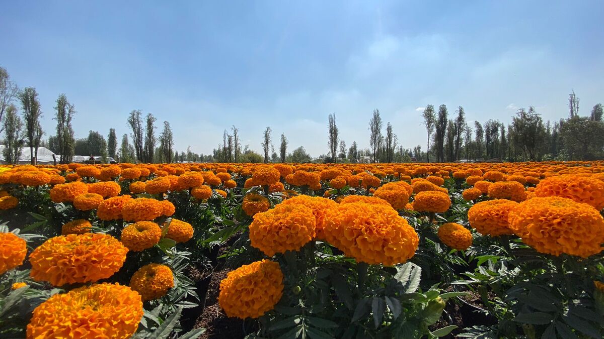 Publica Sedema mapa de floricultores de cempasúchil. Foto. Sedema