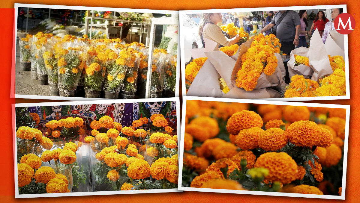 Flor de cempasúchil en Nuevo León. Foto: Especial