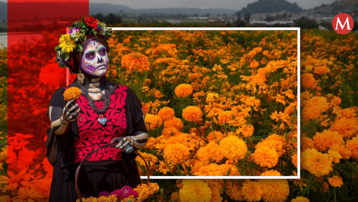 Te decimos dónde conseguir flores en el Estado de México | (Diseño: Milenio con fotos Cuartoscuro)