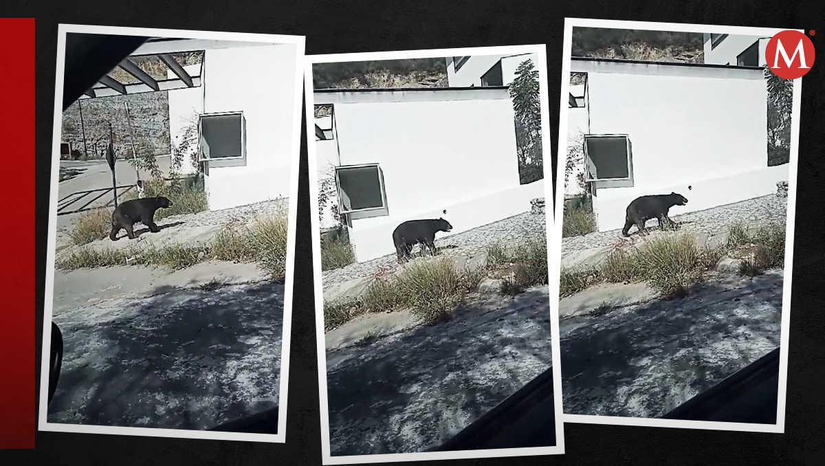 Oso en San Pedro. Foto: Especial
