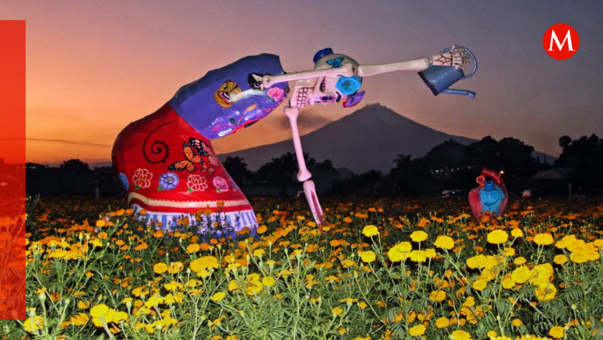 Valle de Catrinas y campos cempasúchil en Puebla: ¿Dónde comprar flores este 2023? | Andrés Lobato / Diseño Milenio