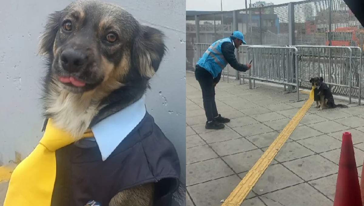 Lomito vestido como chofer del Metropolitano/ Captura TikTok
