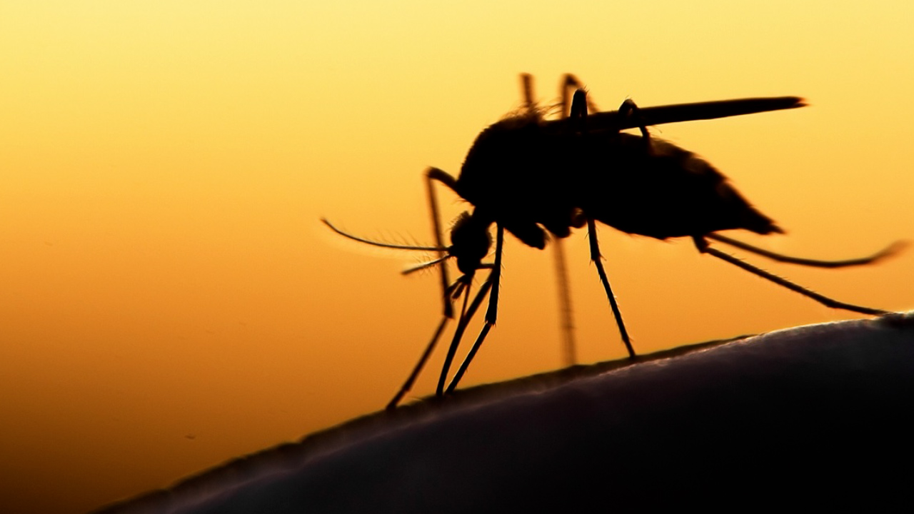 Veracruz reporta 19 muertos por dengue; la mayoría son menores