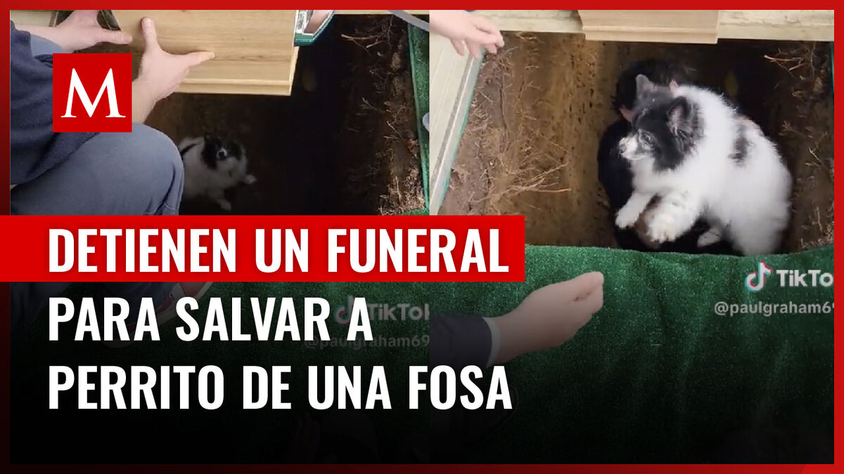 Perrito cae a una fosa en pleno funeral y detienen la ceremonia para ponerlo a salvo