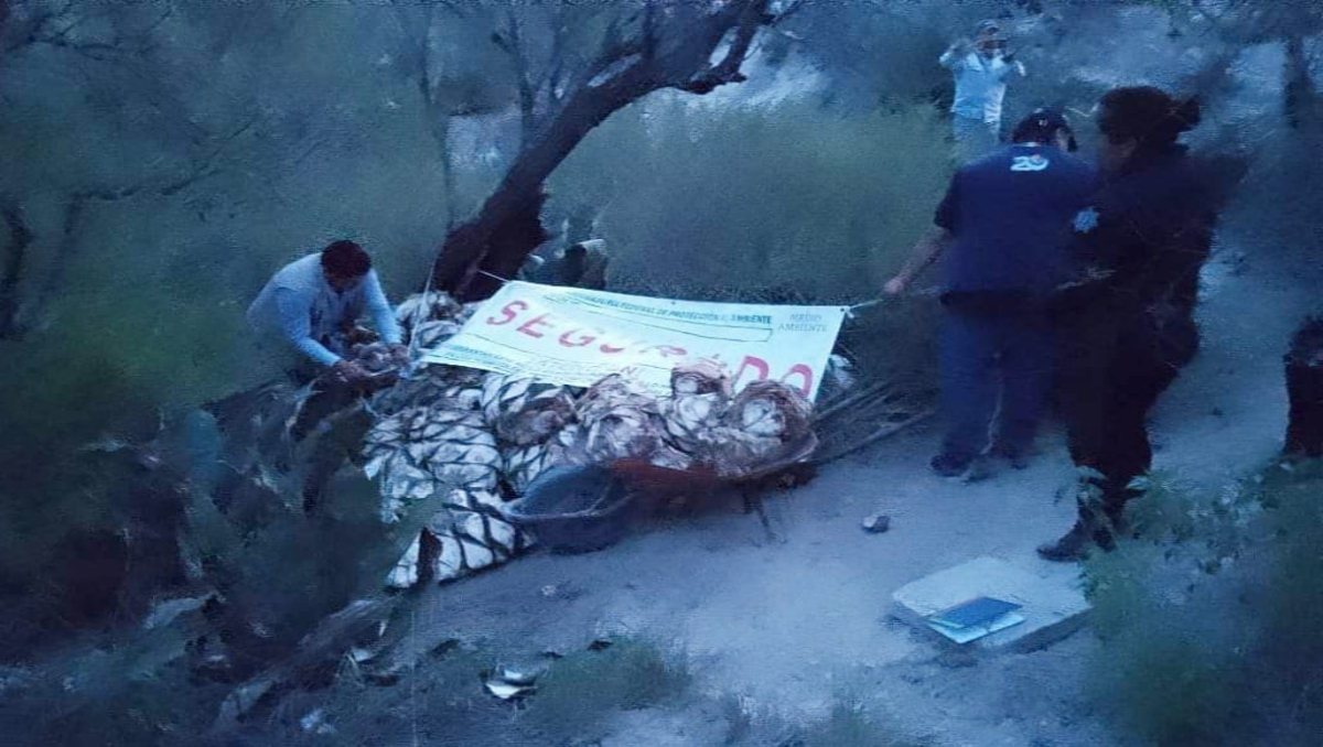 Aseguran piñas de maguey extraídas ilegalmente en Tehuacán, Puebla | Especial