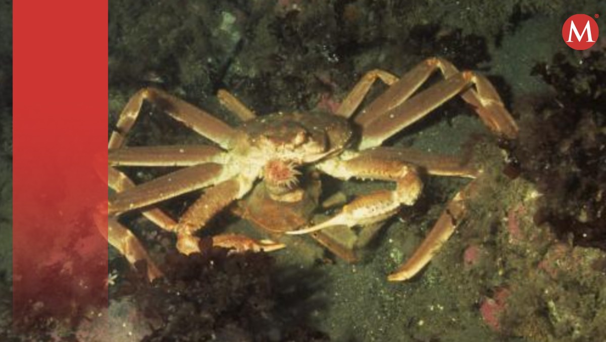Cangrejos de Alaska| Especial