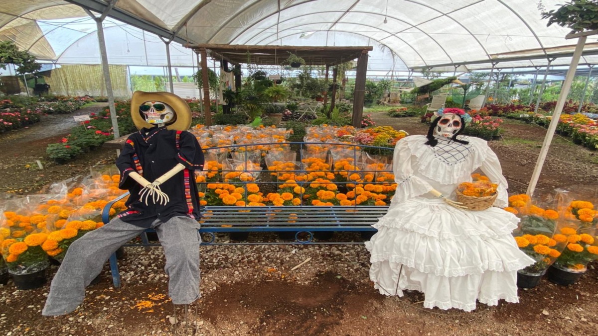 Disminuye venta de flor de cempasúchil en viveros de Atlixco, Puebla | Leslie Mora