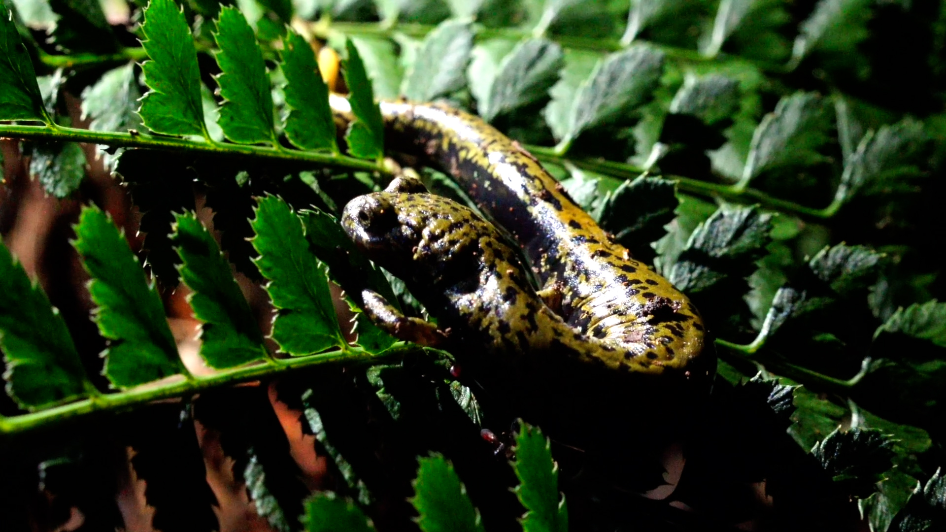 El mundo de las salamandras del Bosque de Niebla | Conexión Milenio